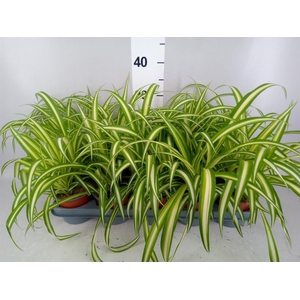Chlorophytum com. 'Variegatum'