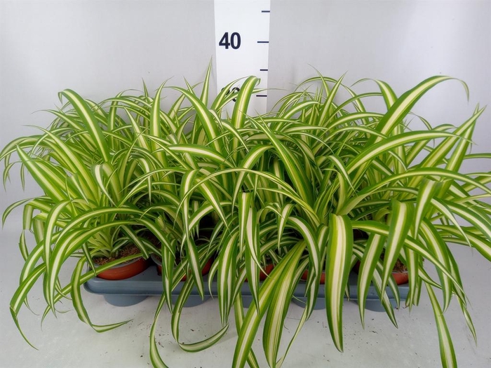 <h4>Chlorophytum com. 'Variegatum'</h4>