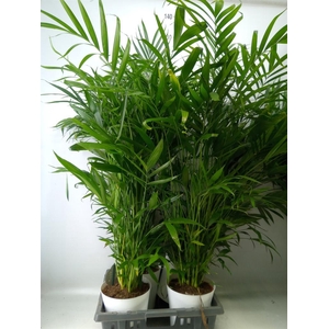 Chamaedorea cataractarum