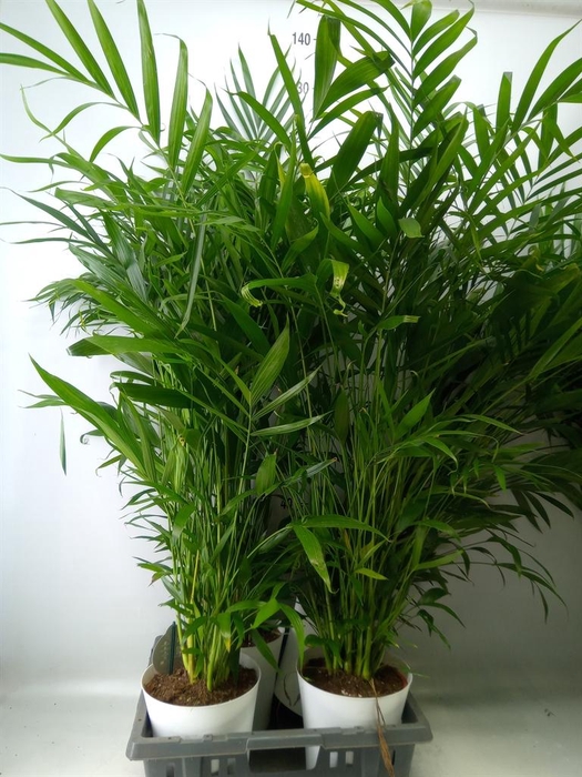 <h4>Chamaedorea cataractarum</h4>