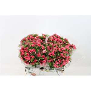 Di Barb Doblino Pink