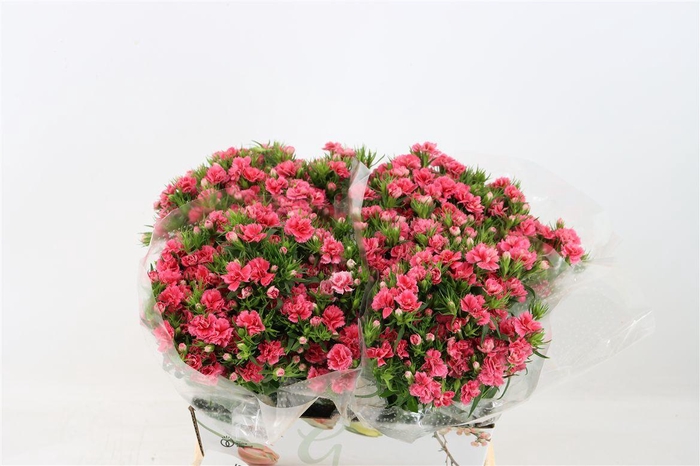 <h4>Di Barb Doblino Pink</h4>