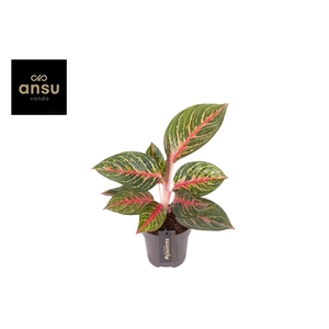 Aglaonema Olive Red