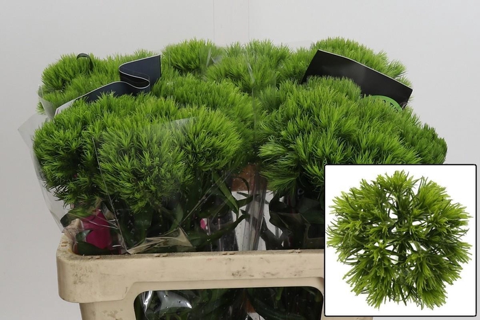 <h4>DI BARB KIWI MELLOW</h4>