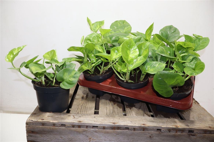 <h4>Epipr Global Green</h4>