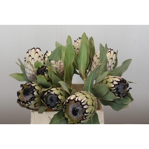 Protea Barbigera Snow Leopard