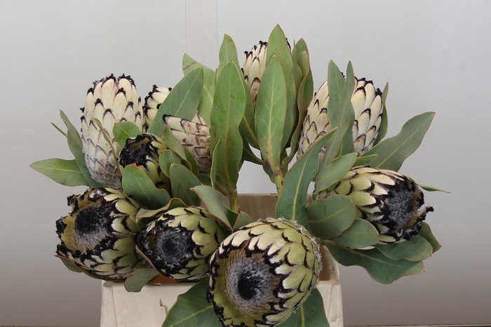 <h4>Protea Barbigera Snow Leopard</h4>