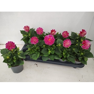 DAHL DECORE ROSE