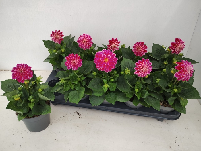 <h4>DAHL DECORE ROSE</h4>