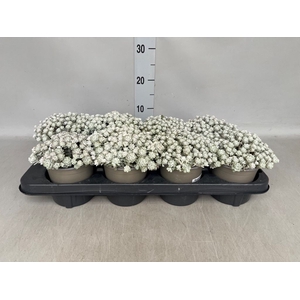 Sedum spathulifolium 'Cape Blanco'