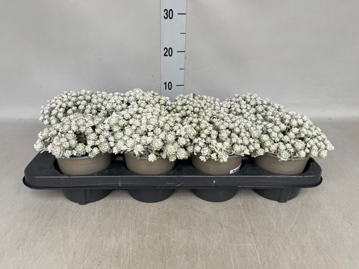 <h4>Sedum spathulifolium 'Cape Blanco'</h4>
