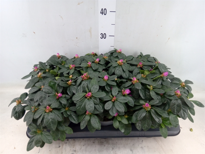 <h4>Rhododendron SI 'Himalaya'</h4>