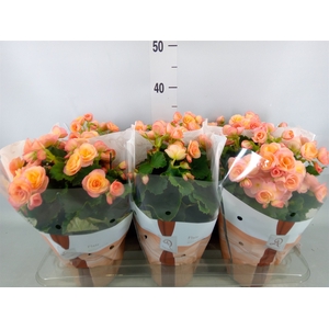 Begonia elat. DU 'Hailey Sunset'