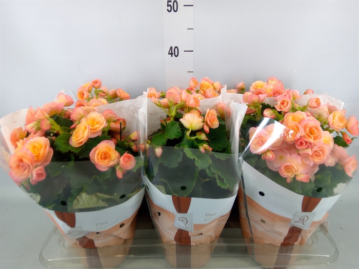 <h4>Begonia elat. DU 'Hailey Sunset'</h4>