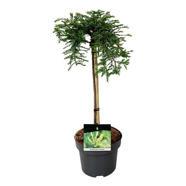 <h4>Taxodium distichum 'Secrest'</h4>