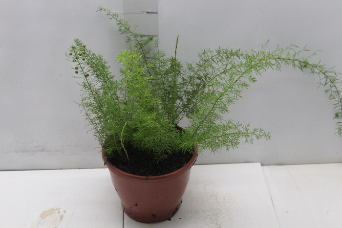 <h4>ASPARGO REAL P19</h4>