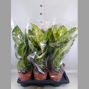 Dieffenbachia  'Mars'
