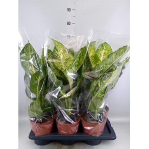 Dieffenbachia  'Mars'