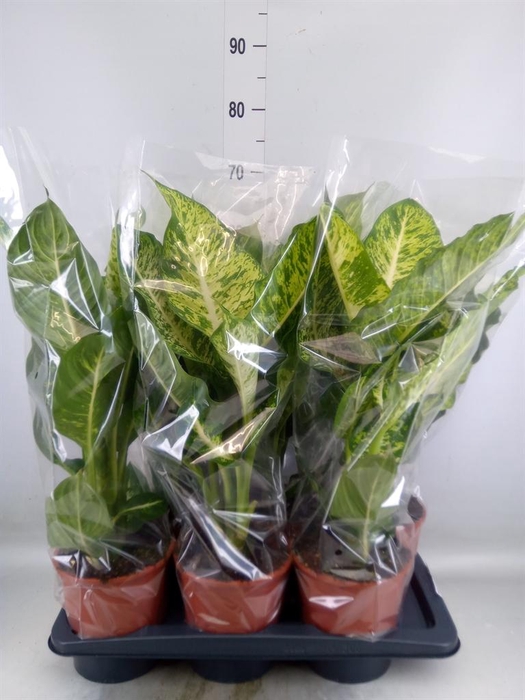 <h4>Dieffenbachia  'Mars'</h4>