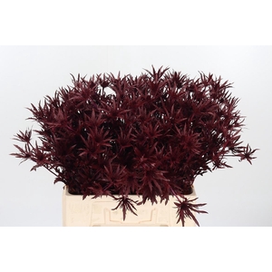 Eryn Orion Kl Bh Bordeaux