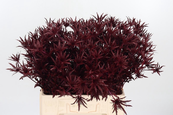 <h4>Eryn Orion Kl Bh Bordeaux</h4>