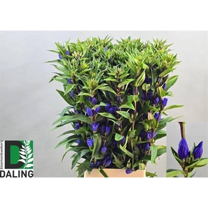 GENTI JUST BLUE