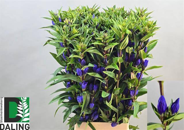<h4>GENTI JUST BLUE</h4>