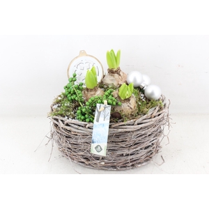 arr4 Hyacint JS - Willow mand ovaal