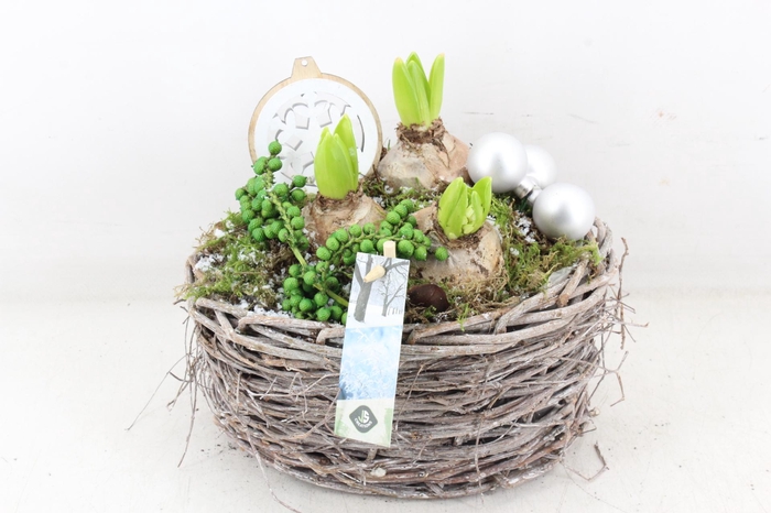 <h4>arr4 Hyacint JS - Willow mand ovaal</h4>