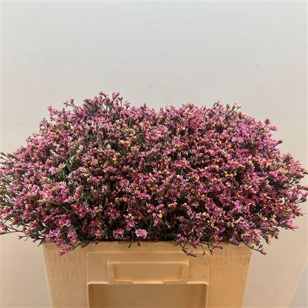 <h4>Lim Sin Tiffany Diamond</h4>