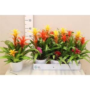 ARR BROMELIA