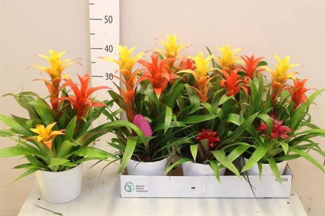 <h4>ARR BROMELIA</h4>