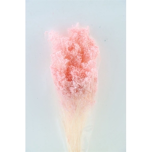 Dried Brooms L Pink Bunch