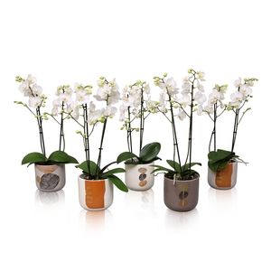 Phal. Multiflora 2-tak wit in keramiek BGC967