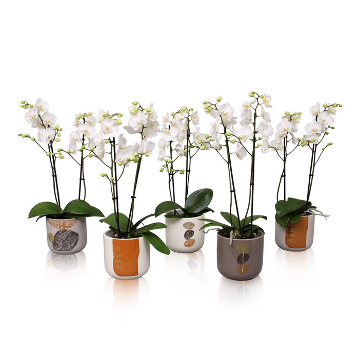 <h4>Phal. Multiflora 2-tak wit in keramiek BGC967</h4>