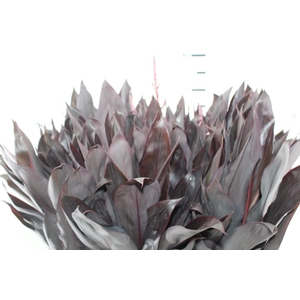 FOLHAGEM DRACENA RUBRA VINHO