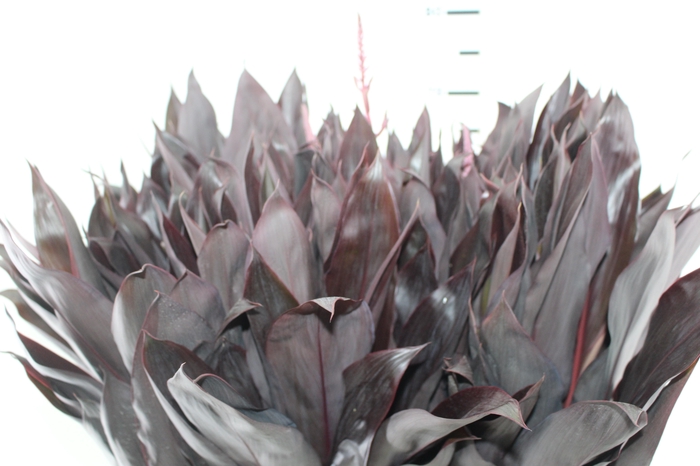 <h4>FOLHAGEM DRACENA RUBRA VINHO</h4>