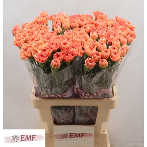 Di St Megan EMF