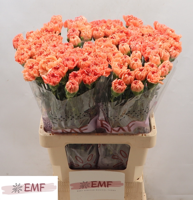 <h4>Di St Megan EMF</h4>