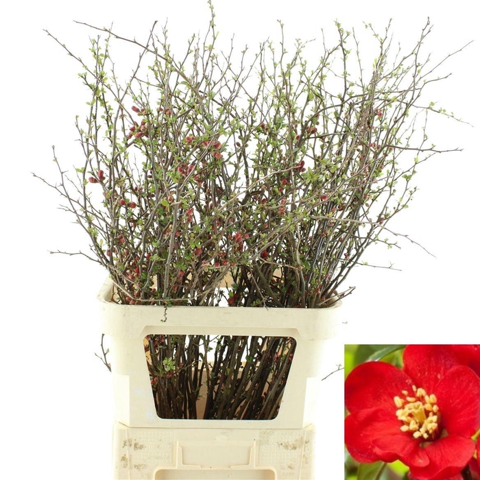 <h4>CHAENOMELES JAPONICA</h4>