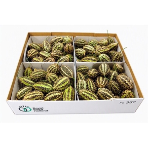 Sier Cucumis Maryline X4 Holl