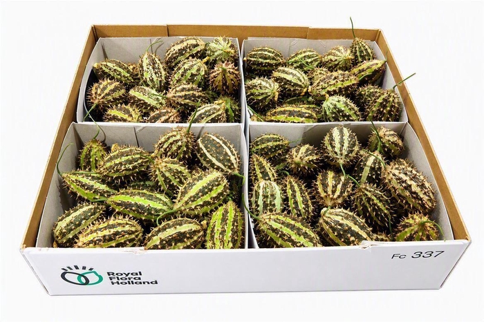 <h4>Sier Cucumis Maryline X4 Holl</h4>