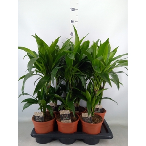 Dracaena frag. 'Janet Craig'