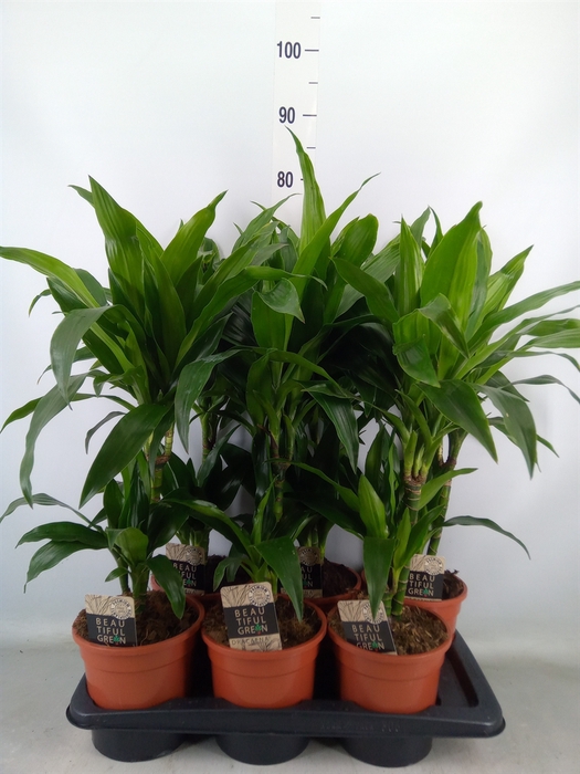 <h4>Dracaena frag. 'Janet Craig'</h4>
