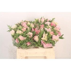 Anem Mistral Hanoi X25