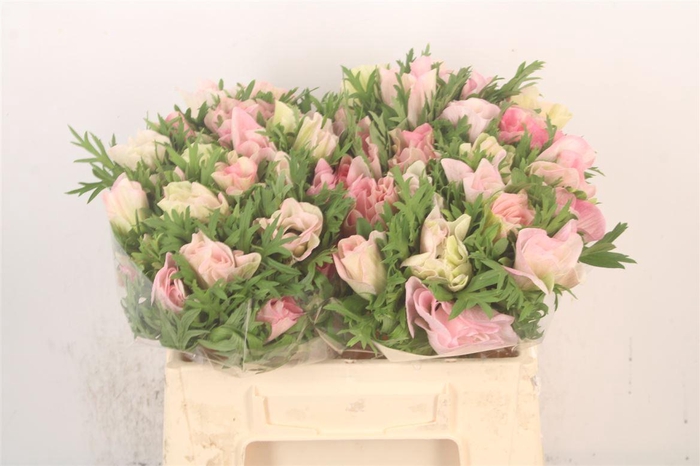 <h4>Anem Mistral Hanoi X25</h4>