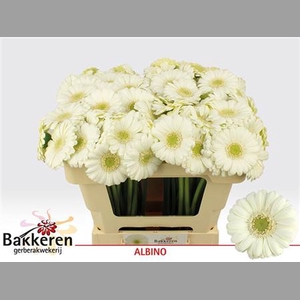 Ge Mi Albino