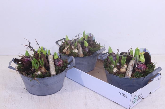 <h4>ARR BOL KNOLGEWAS</h4>