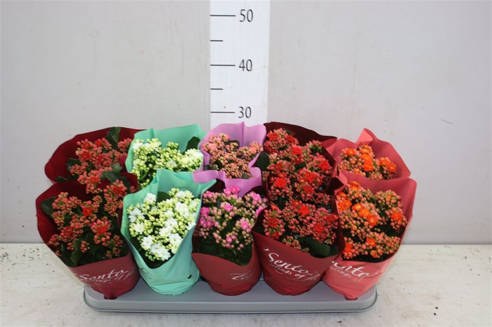 <h4>Kalanchoe Calandiva Mix</h4>