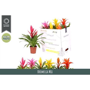 BROMELIA GEM 6 SRT